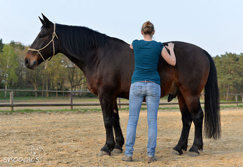 Bild 3 Annika Janssen - Osteopathie & Physiotherapie für Hunde und Pferde in Sottrum