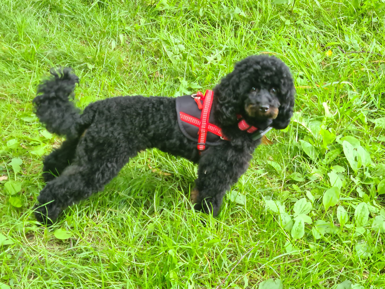 Hundefriseurin LOCKENHUNDE in Bad Oeynhausen - Logo